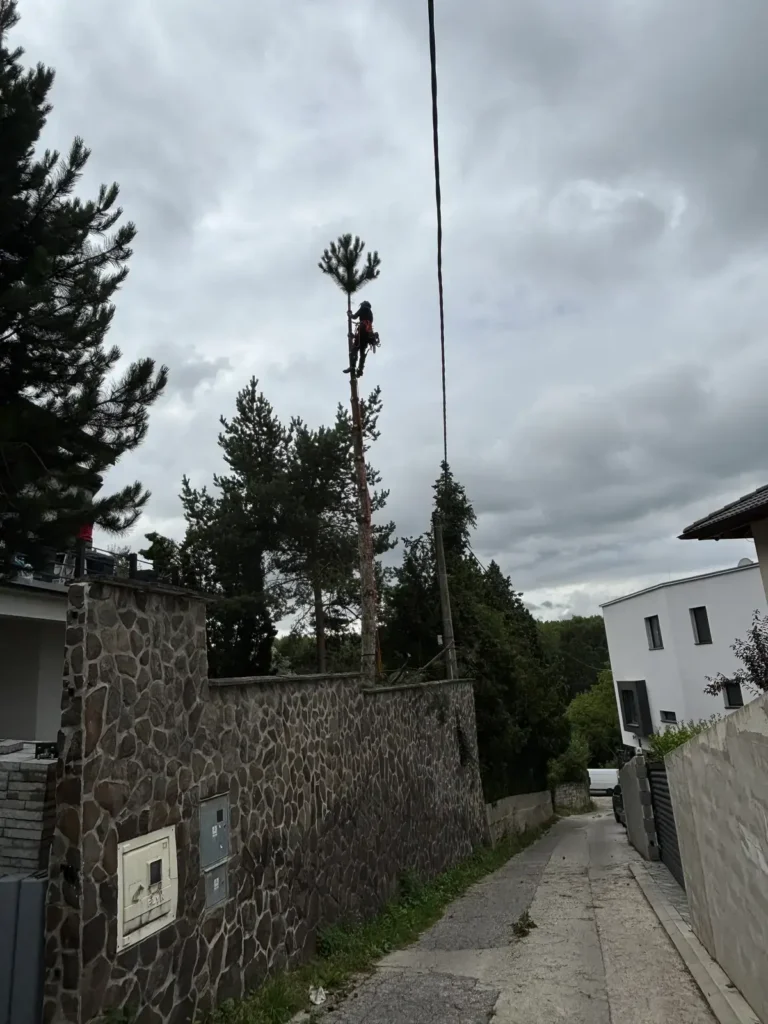 Arboristika a pílenie stromov, fotka 1